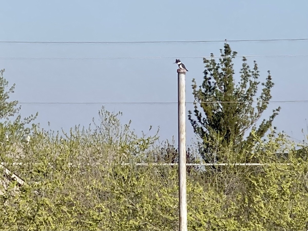 Belted Kingfisher - ML512226821