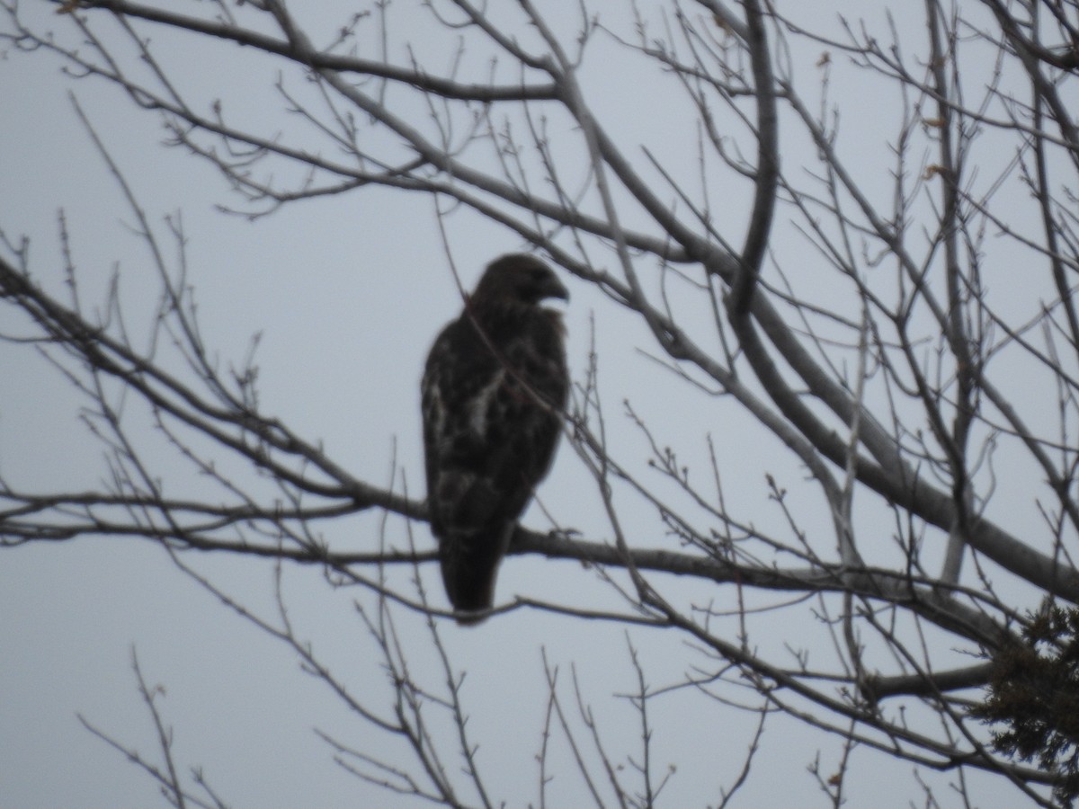 Red-tailed Hawk (borealis) - ML512228801