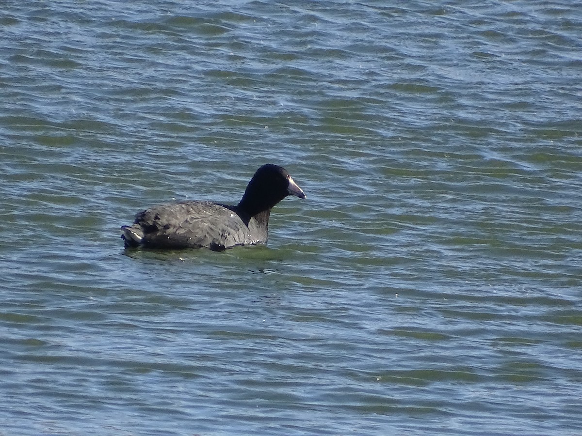 American Coot - ML512228821