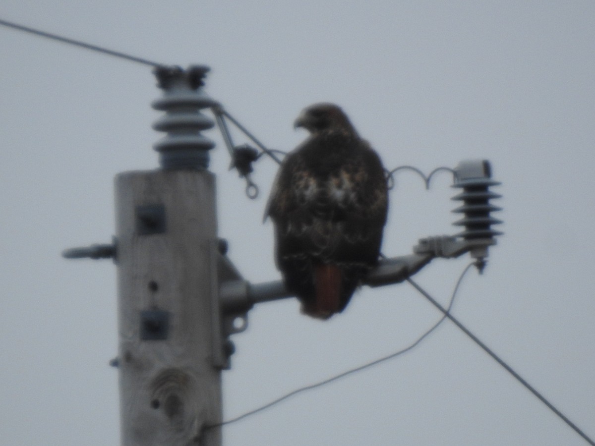 Red-tailed Hawk (borealis) - ML512229021