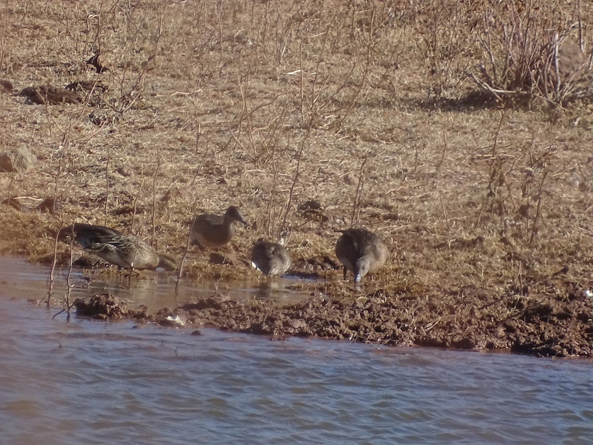 Green-winged Teal - ML512229431