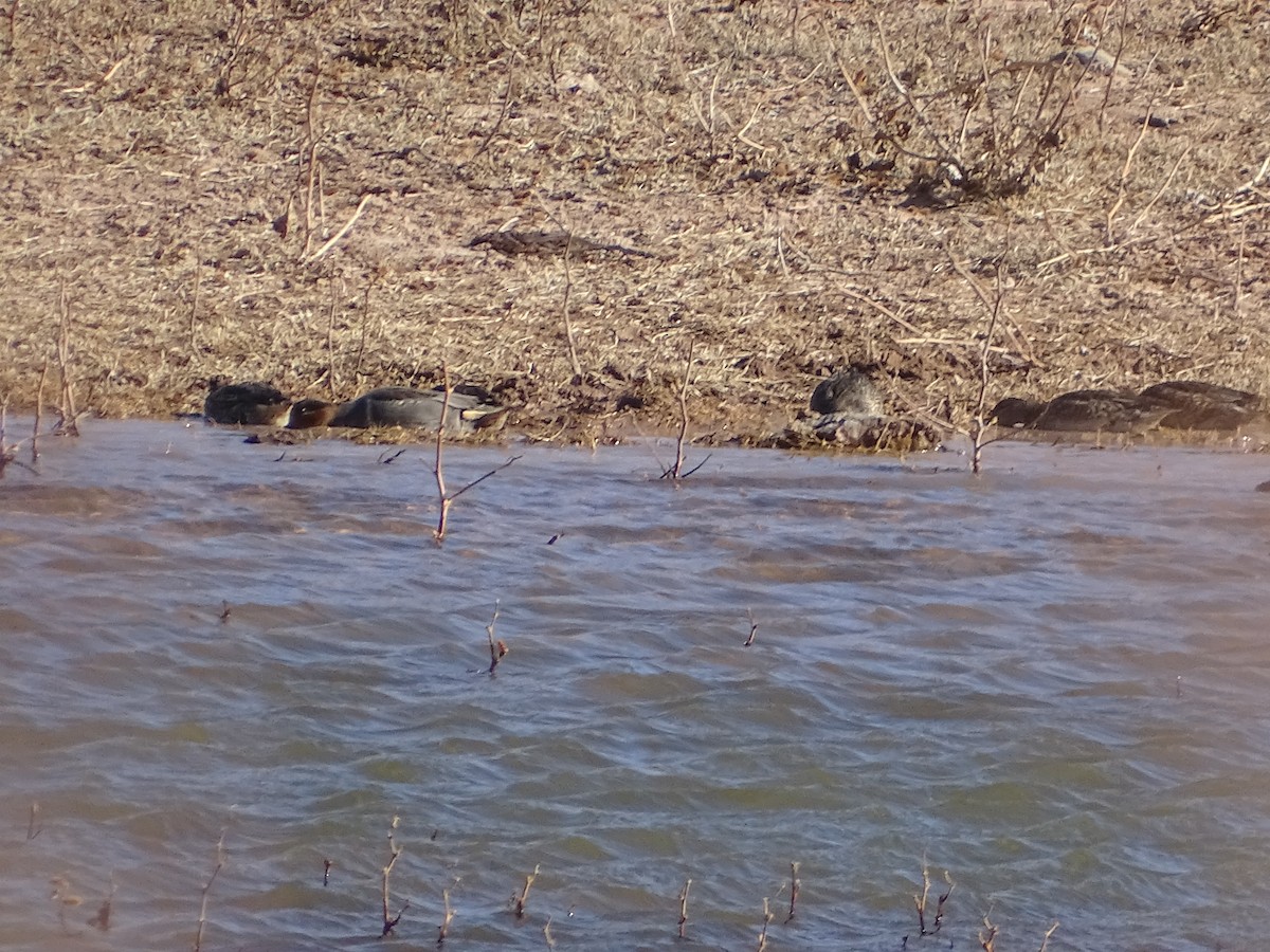 Green-winged Teal - ML512229581