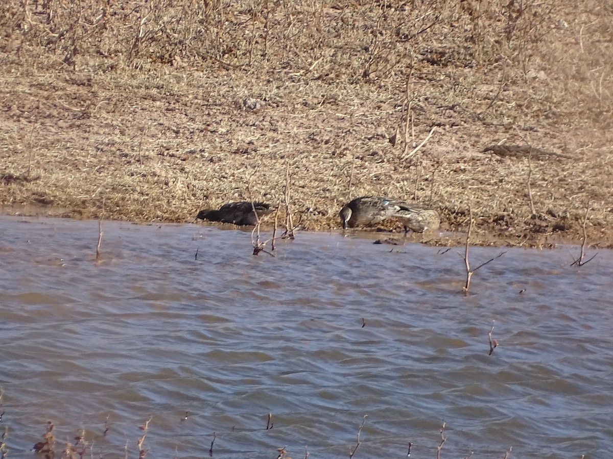 Green-winged Teal - Robert Solomon