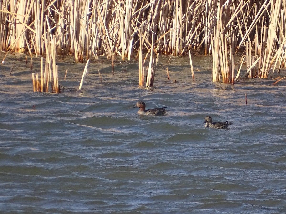 Green-winged Teal - ML512229851