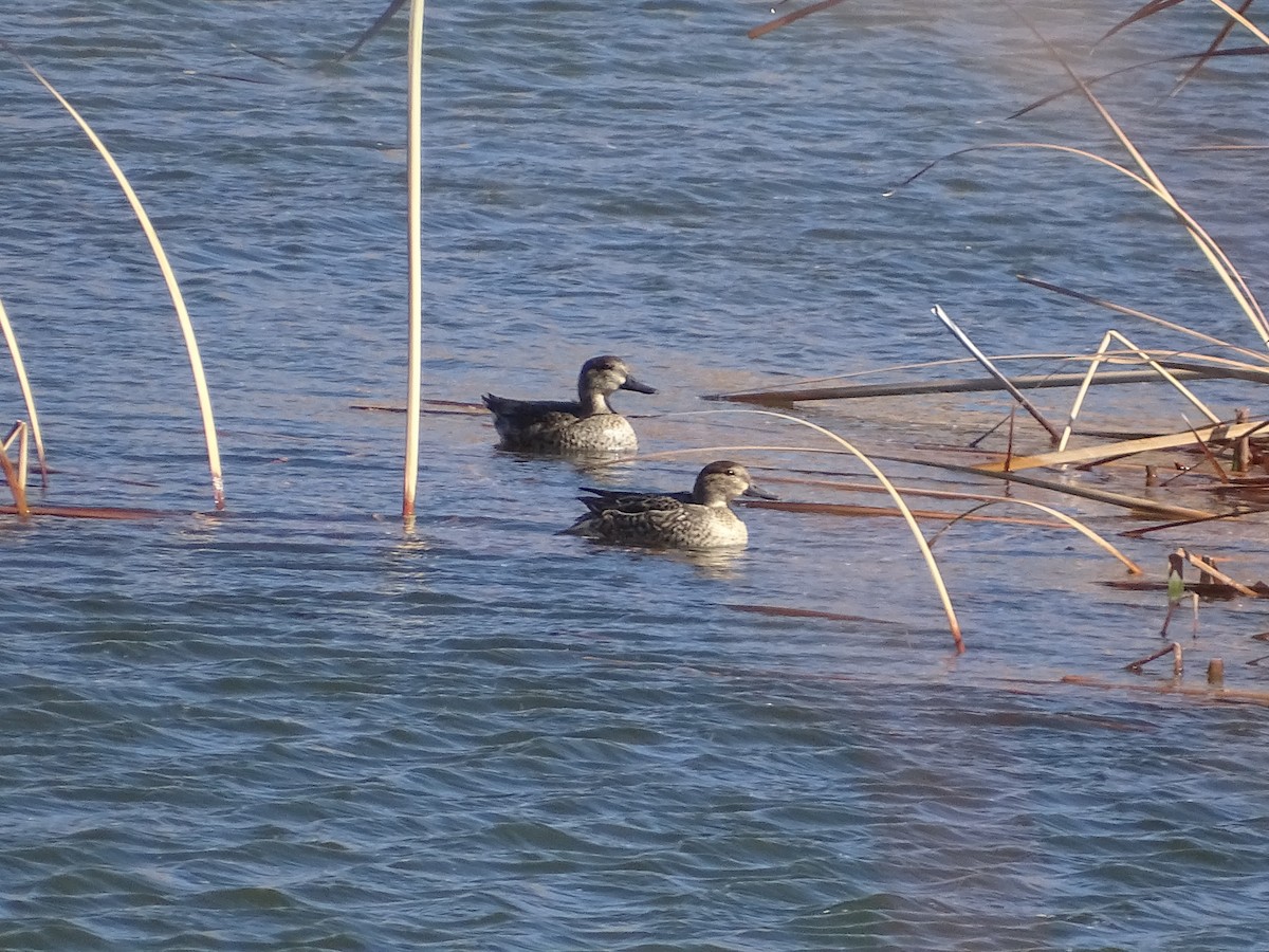 Green-winged Teal - Robert Solomon