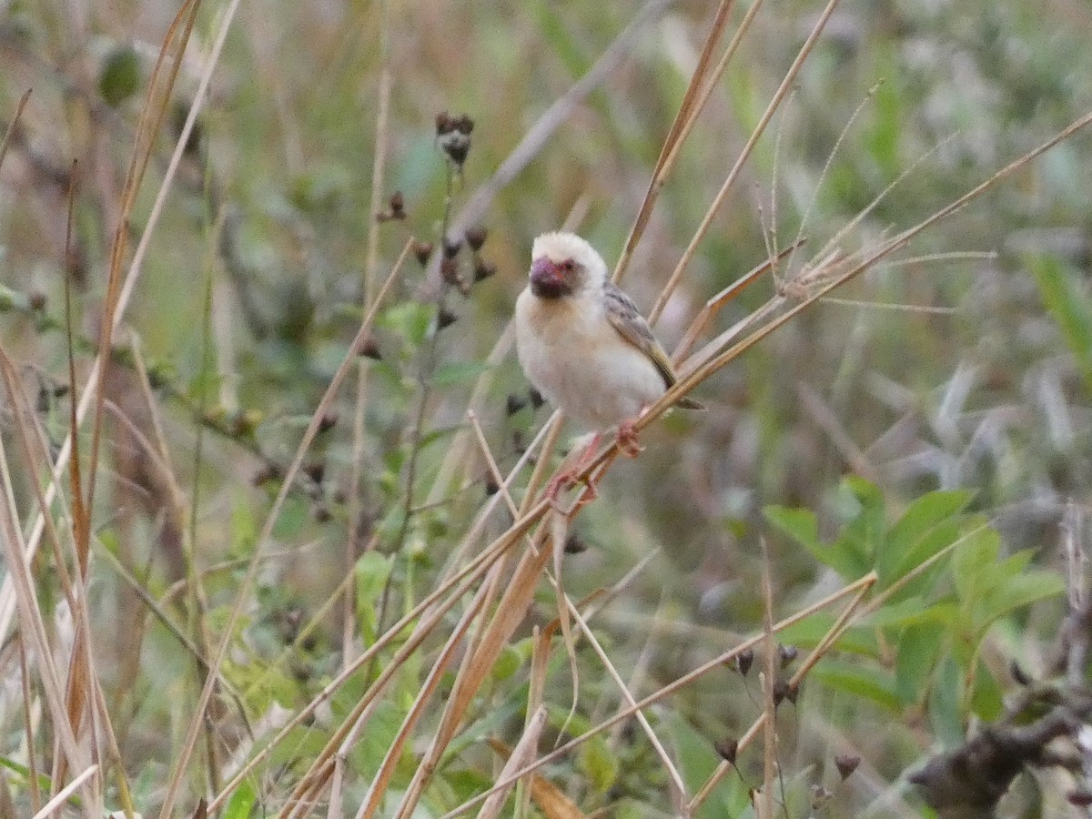 Red-billed Quelea - ML512231091