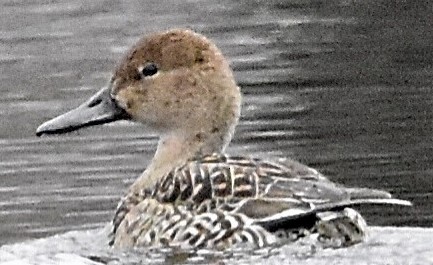 Northern Pintail - ML512231761