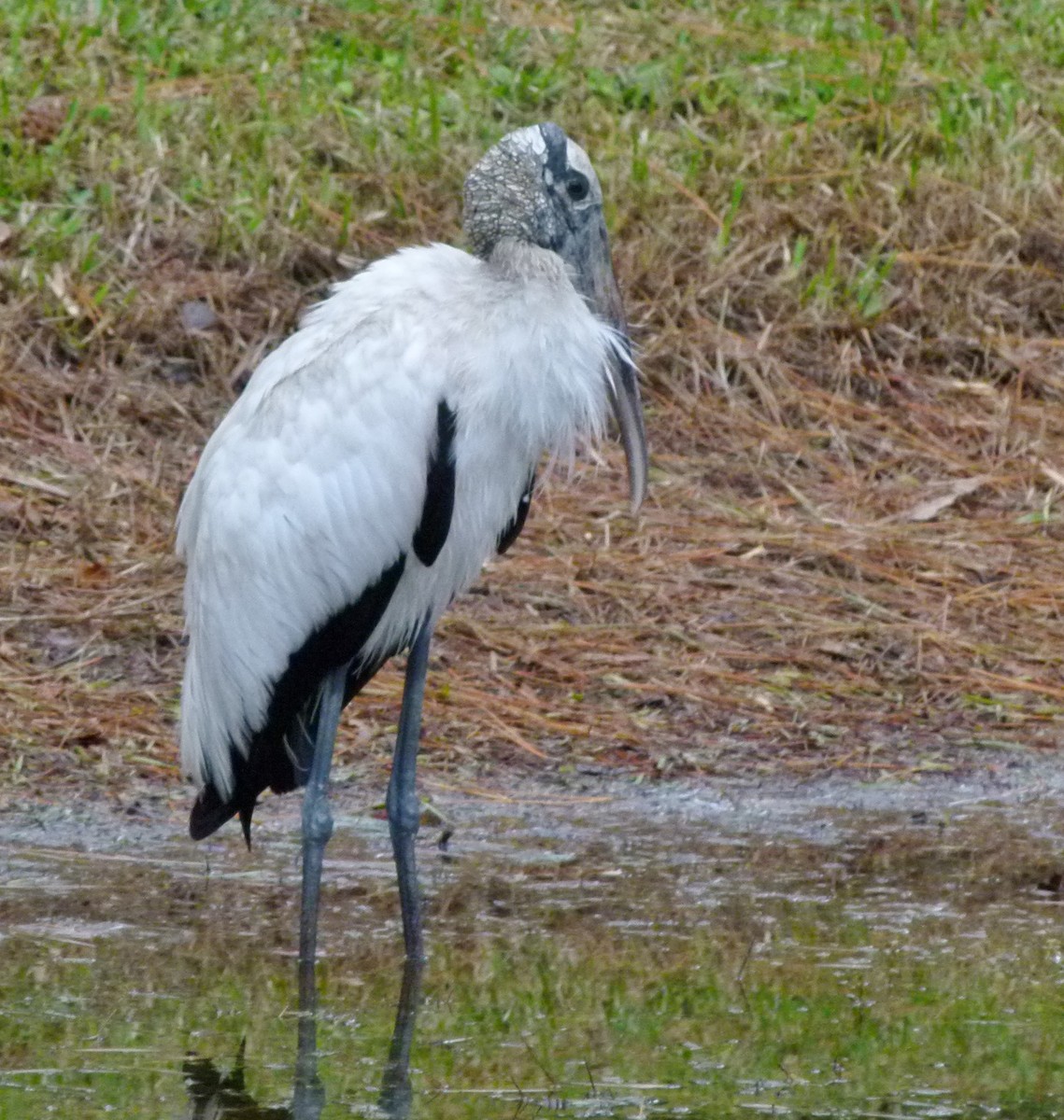 Wood Stork - ML512232721