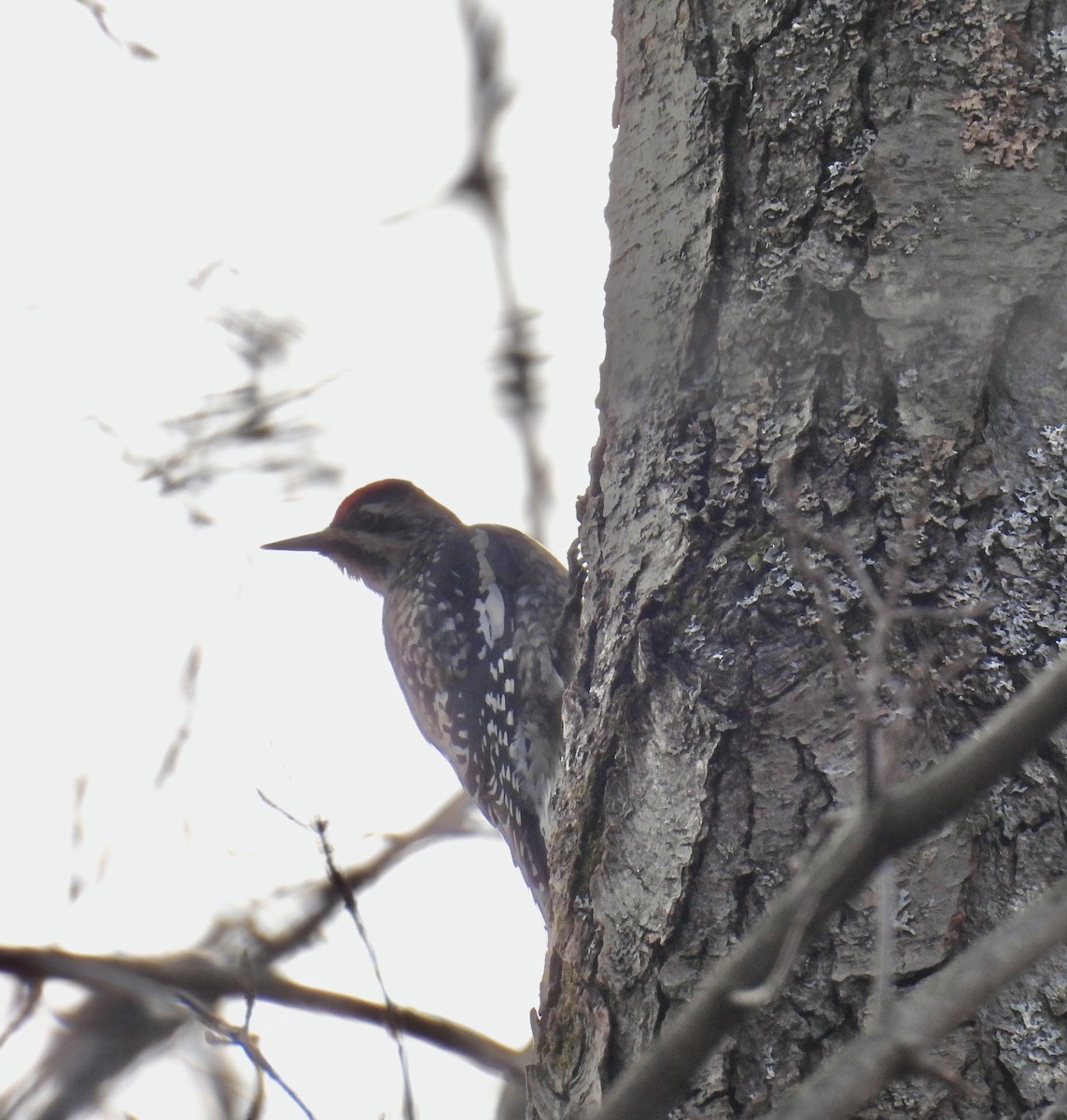 Yellow-bellied Sapsucker - ML512235711