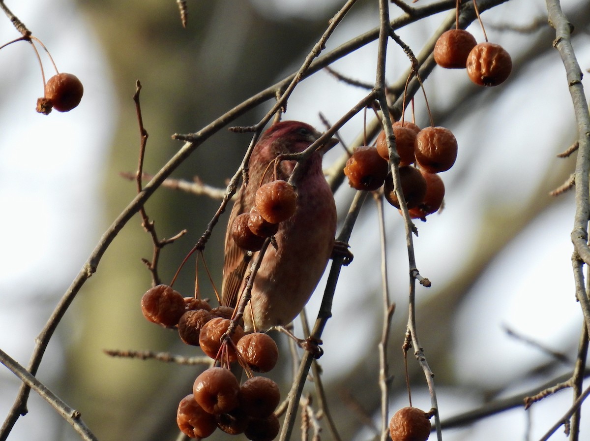 Purple Finch - ML512236111