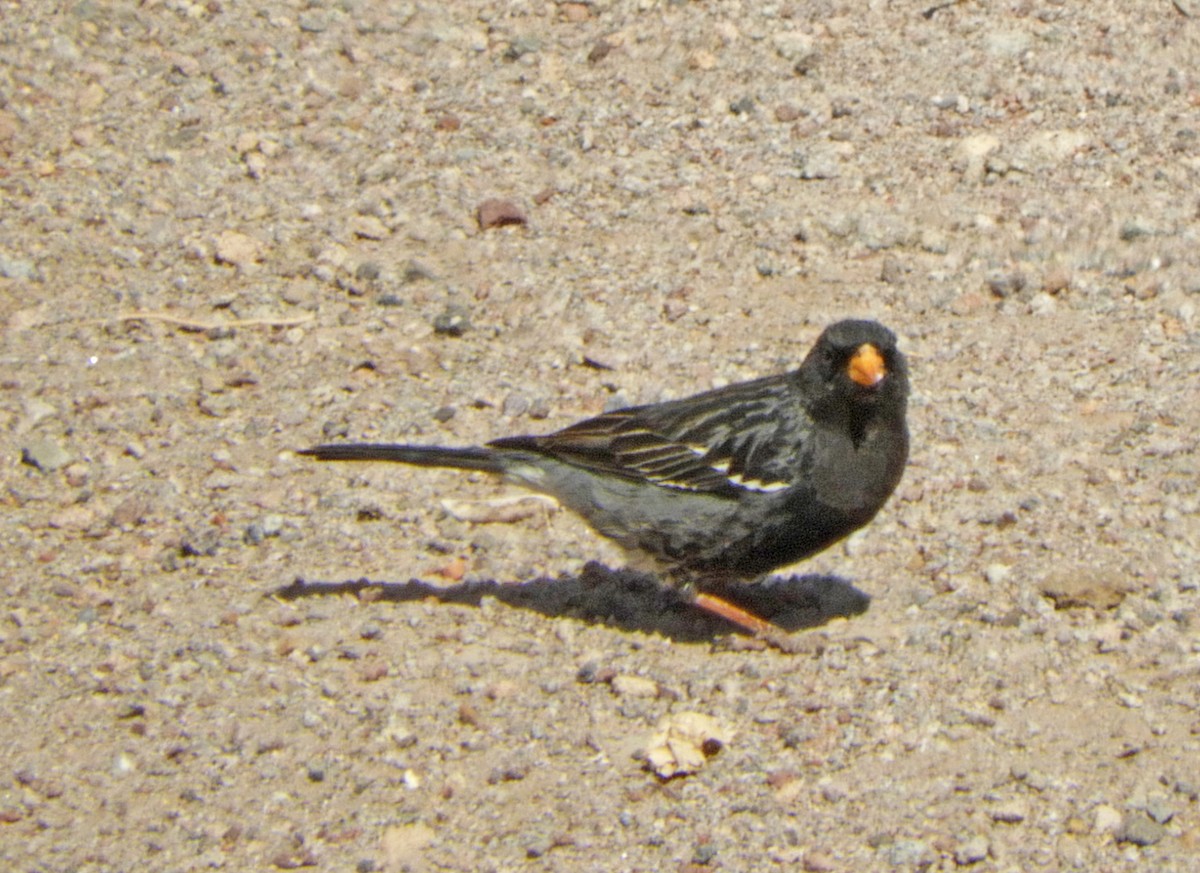 Mourning Sierra Finch - Ray Wershler