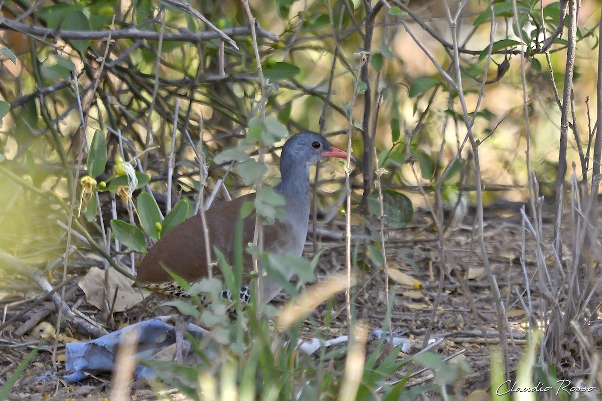 tinama tataupa - ML512240891