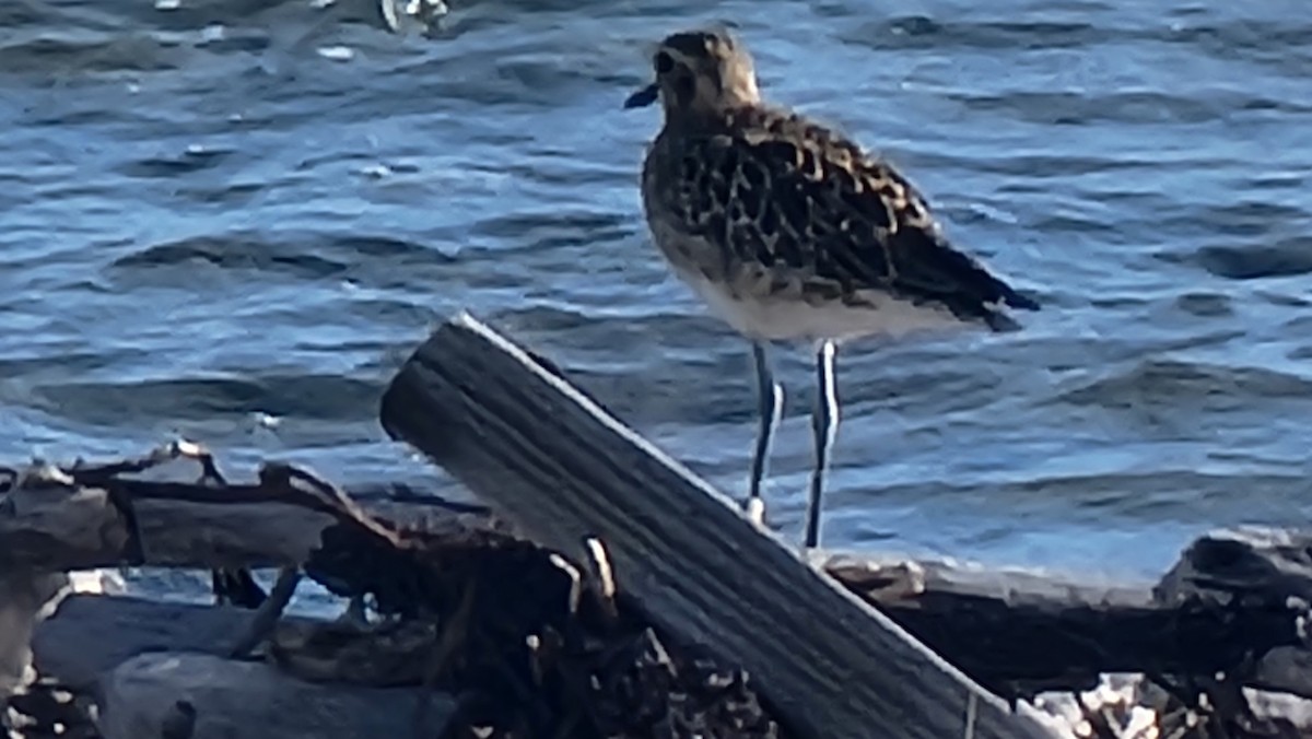 Pacific Golden-Plover - ML512241671