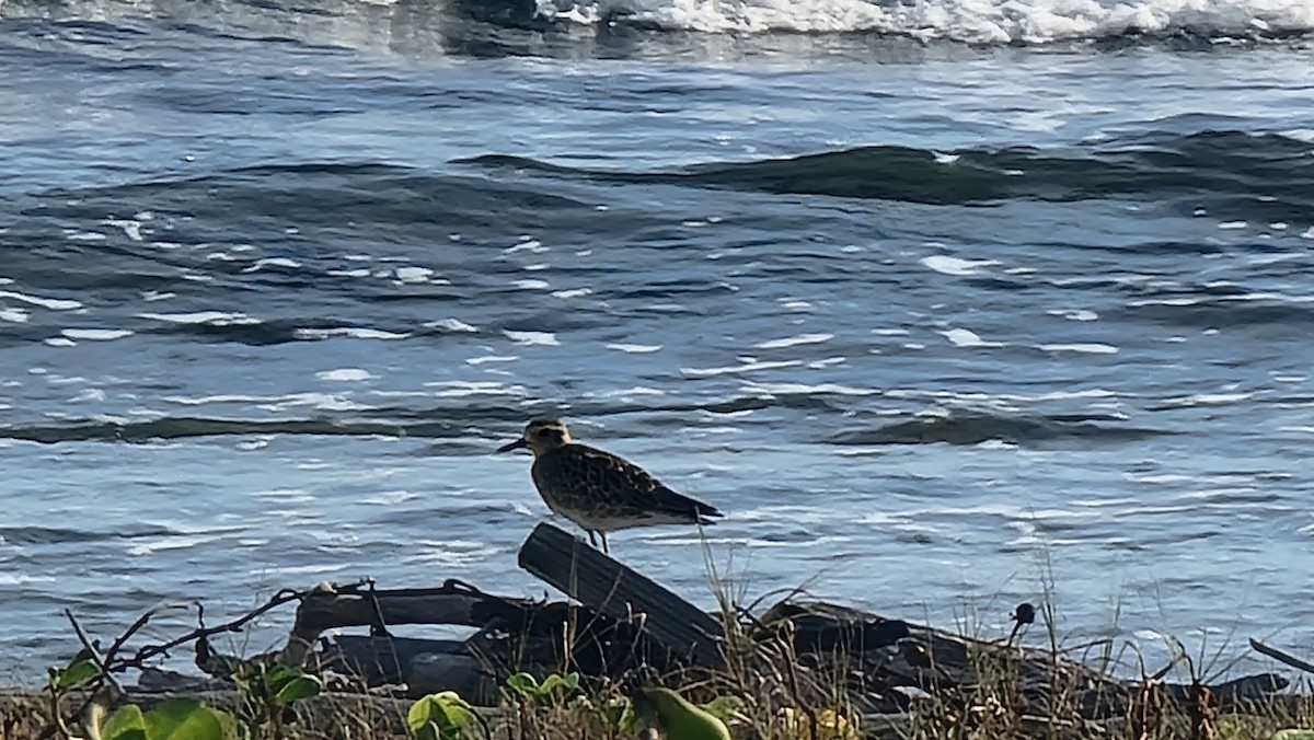 Pacific Golden-Plover - Ricardo Miller