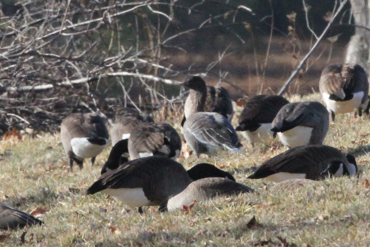 Pink-footed Goose - ML51224371