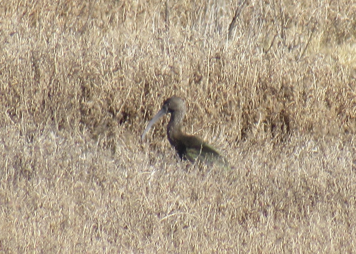 White-faced Ibis - ML512243761