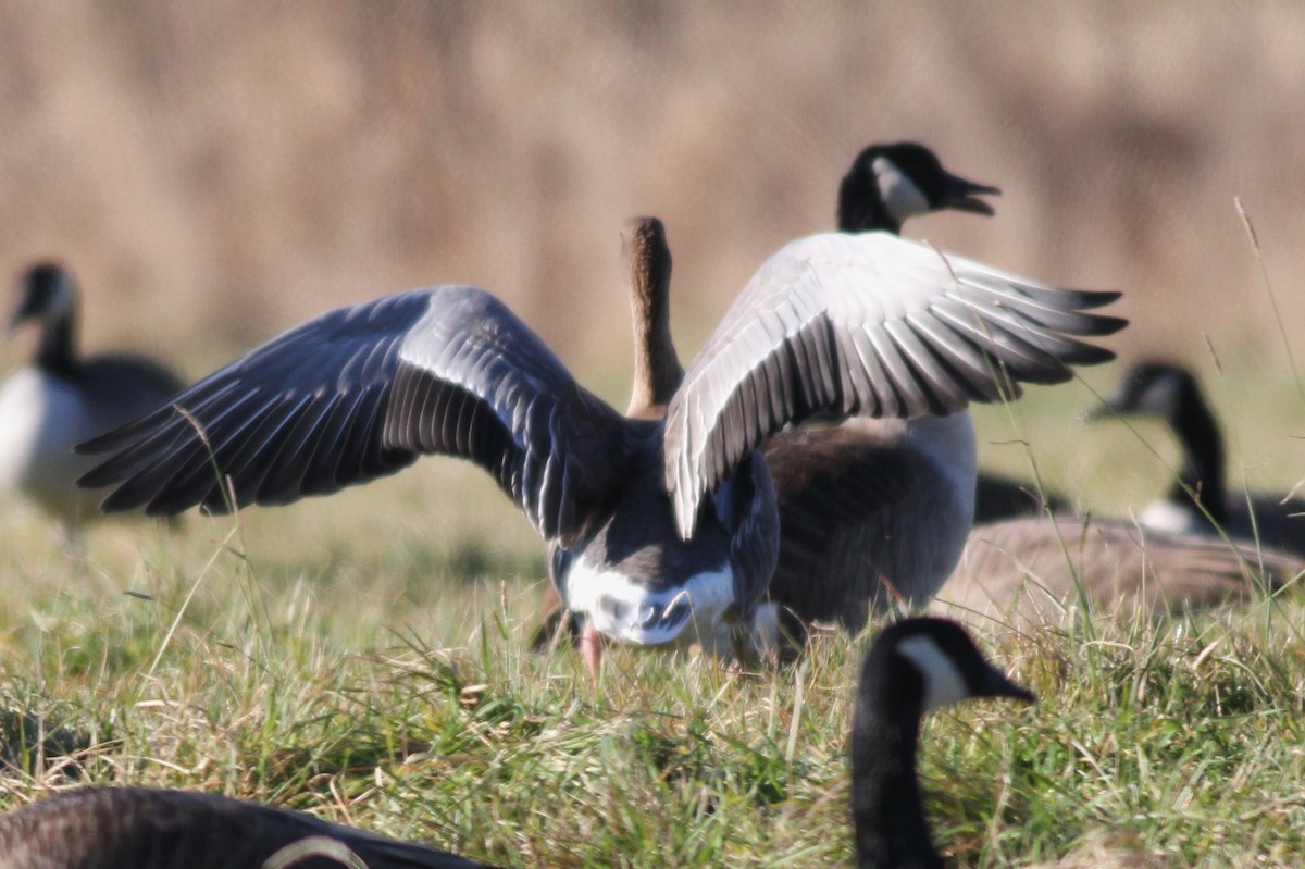 Pink-footed Goose - ML51224391