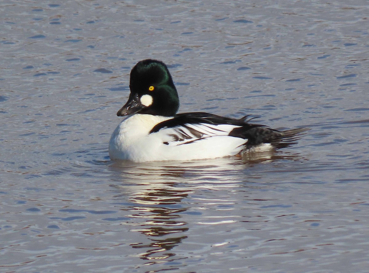 Common Goldeneye - ML512246681