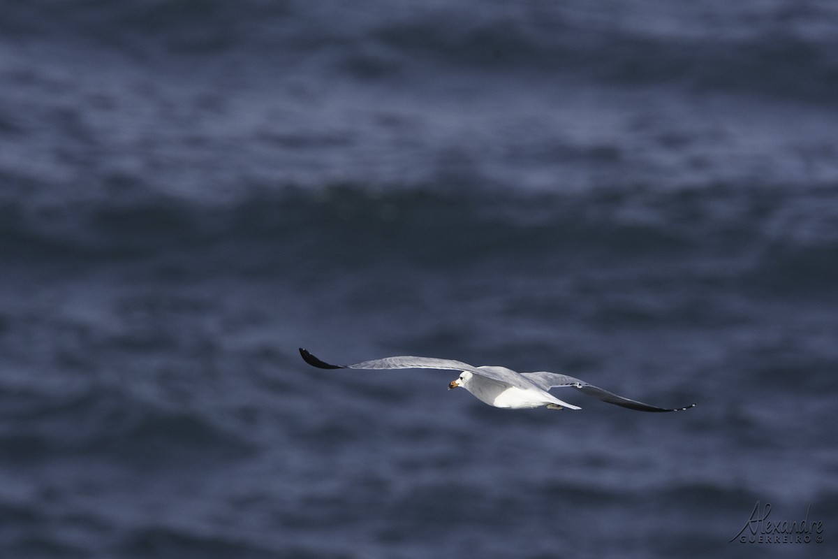 Audouin's Gull - ML512248011