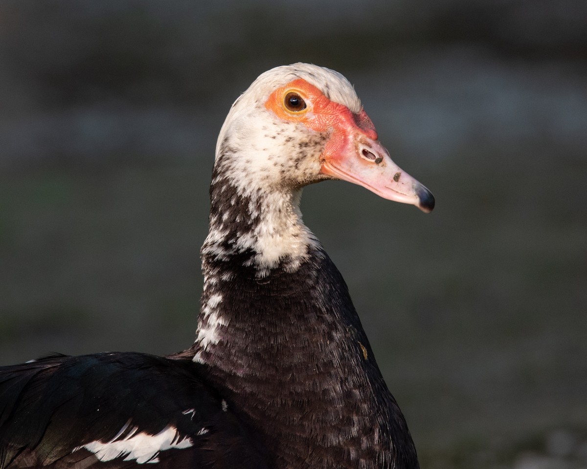 Muscovy Duck (Domestic type) - ML512248091