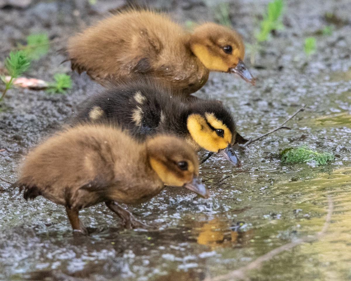 Muscovy Duck (Domestic type) - ML512248101