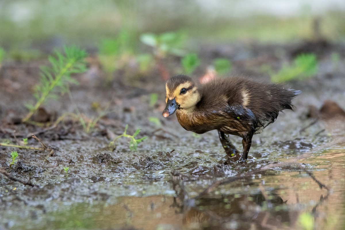 Muscovy Duck (Domestic type) - ML512248121