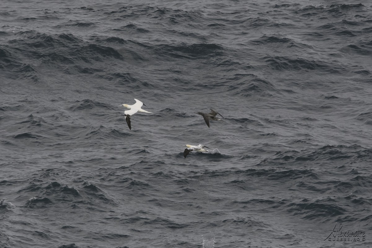 Northern Gannet - ML512250821