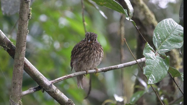 White-chested Puffbird - ML512250851