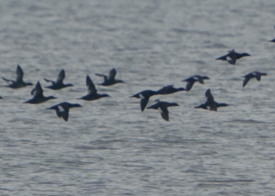 White-winged Scoter - ML512251601