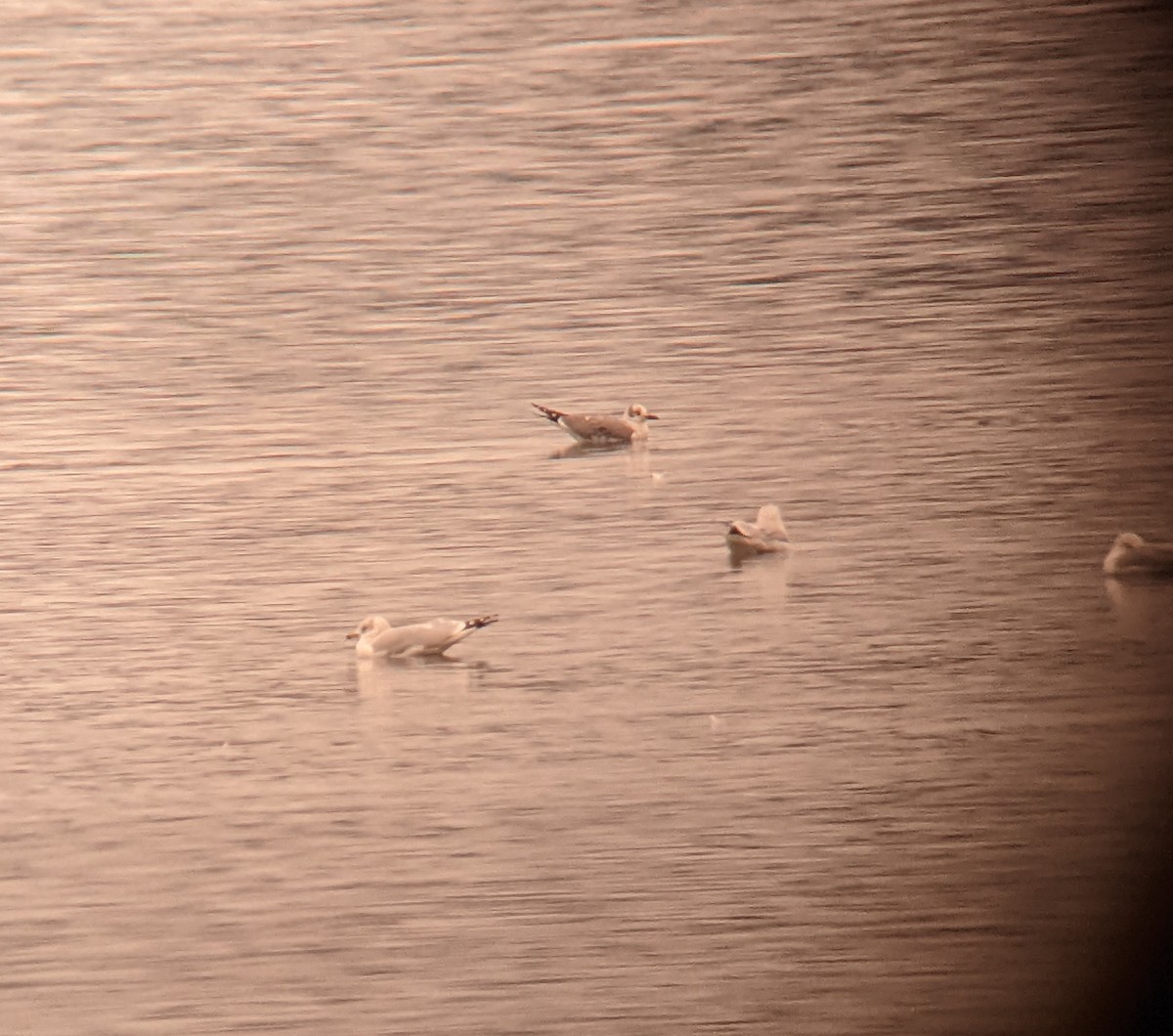 Laughing Gull - ML512251641