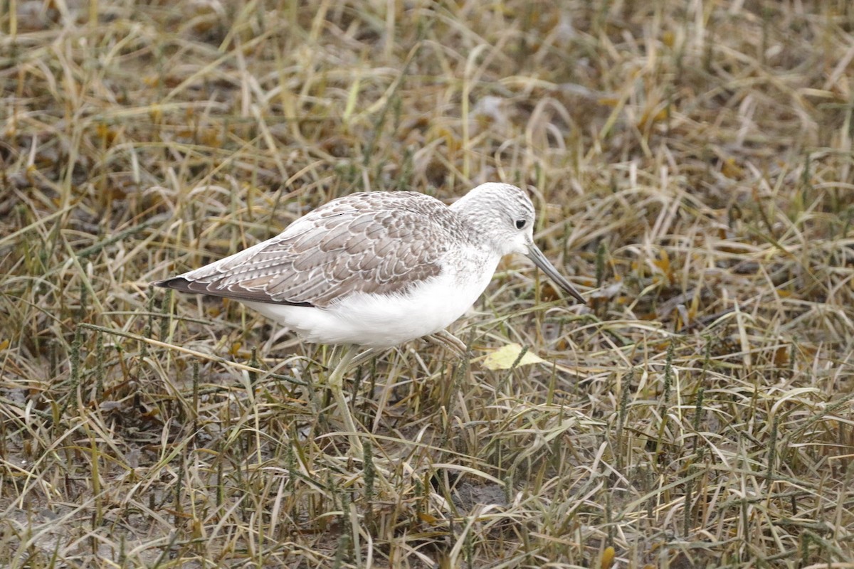 Common Greenshank - Hector Gonzalez Arcelus