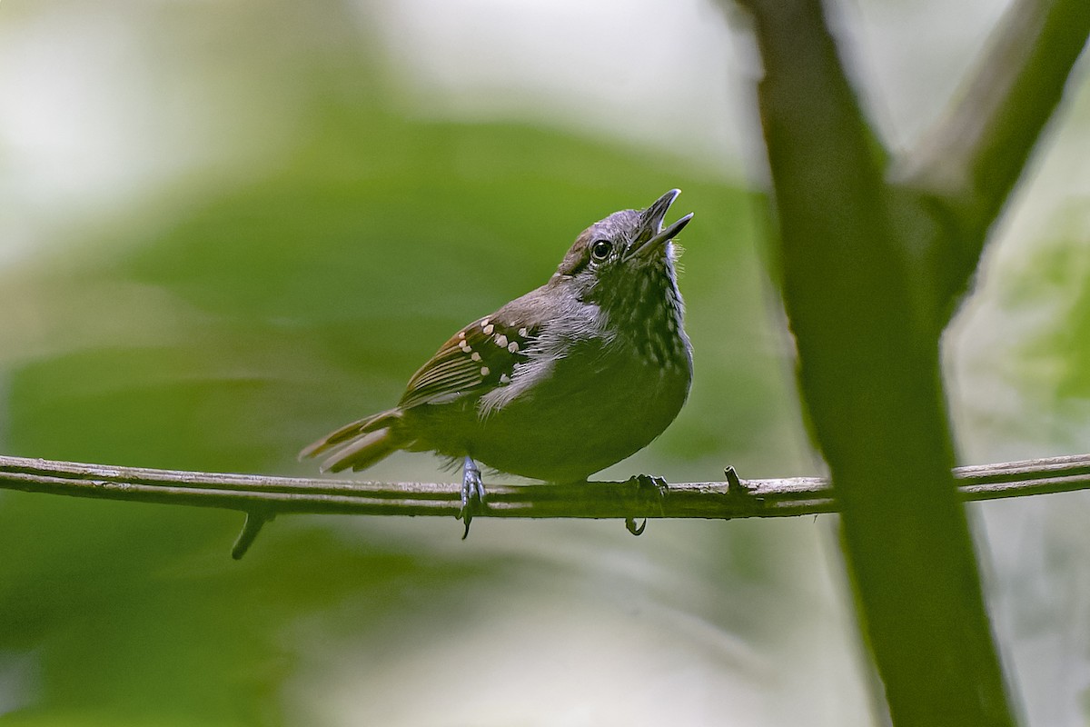 Rufous-tailed Stipplethroat - ML512253951