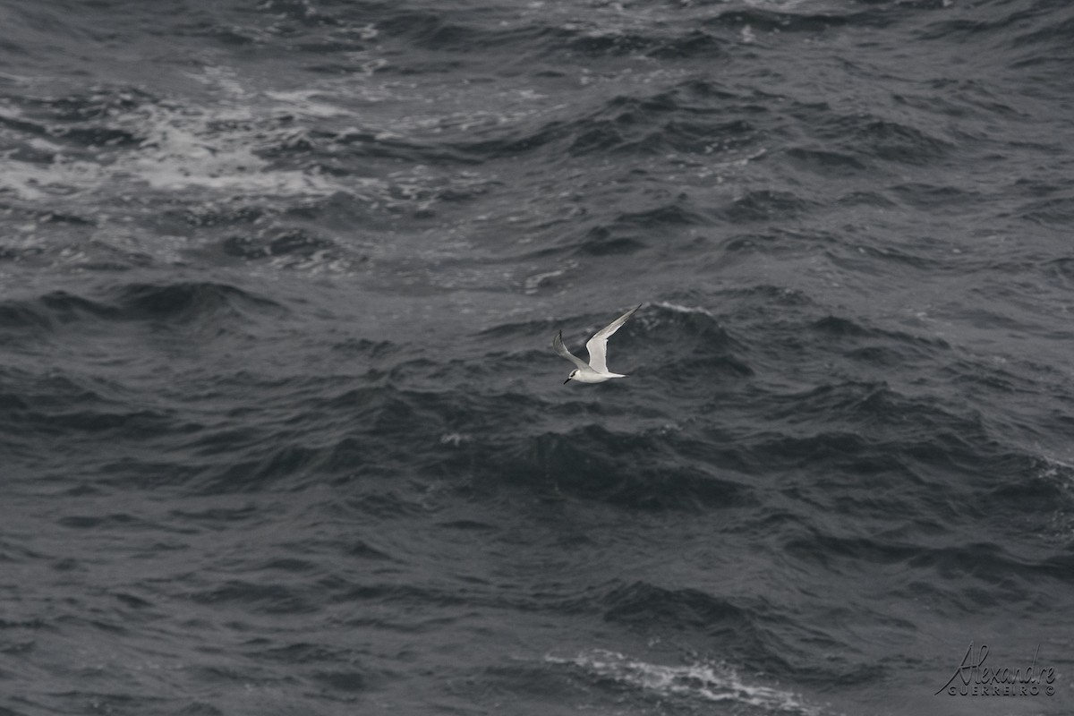 Sandwich Tern - Alexandre Guerreiro