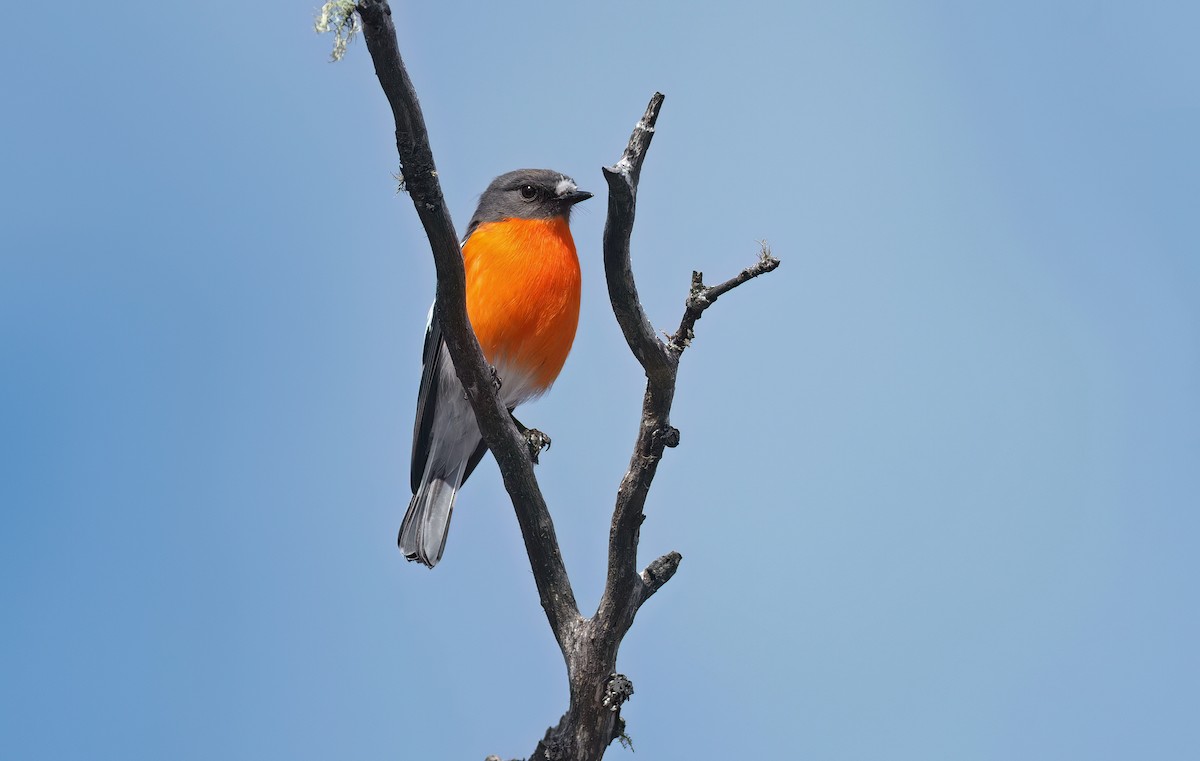 Flame Robin - ML512255281