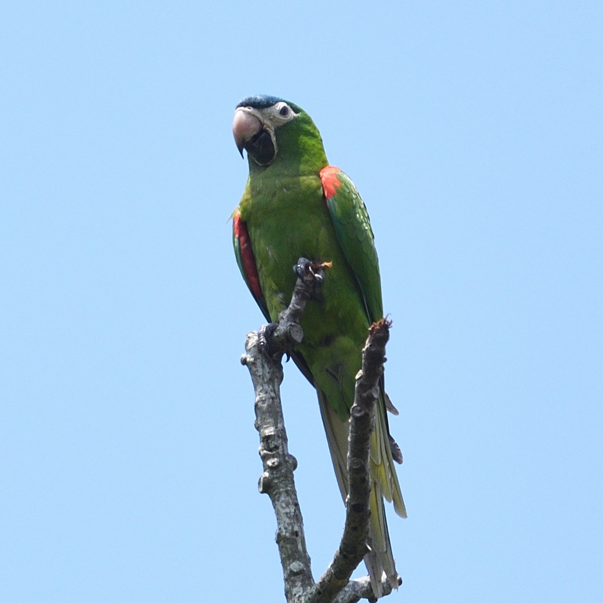 Red-shouldered Macaw - ML512255361