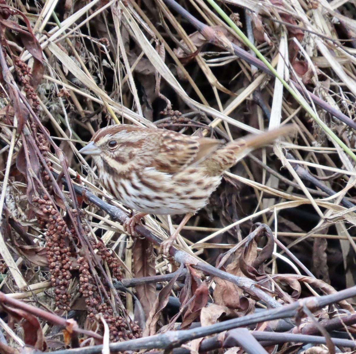 Song Sparrow - ML512256151