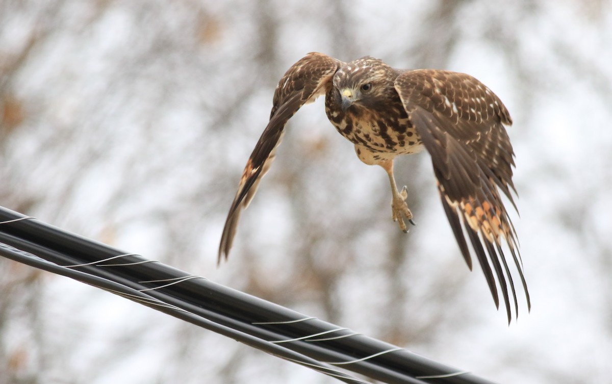 Red-shouldered Hawk - ML512257511