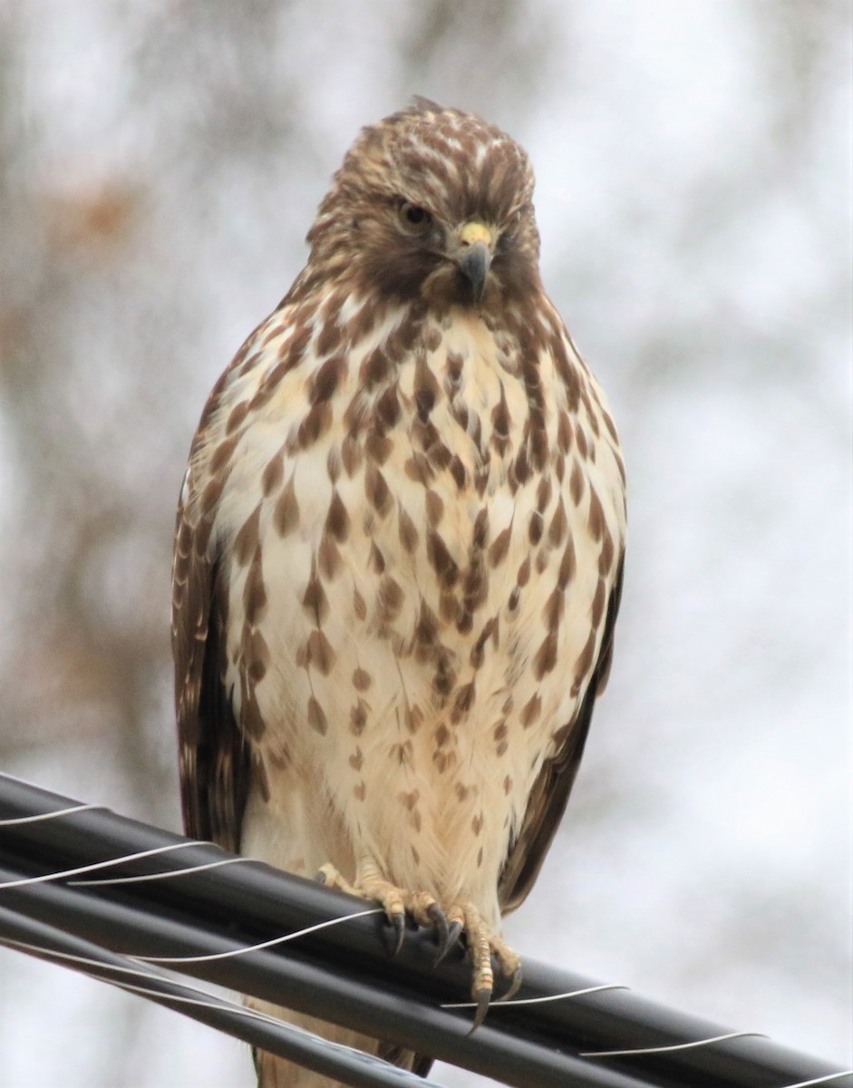 Red-shouldered Hawk - ML512257521