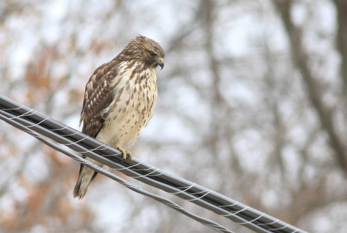 Red-shouldered Hawk - ML512257531