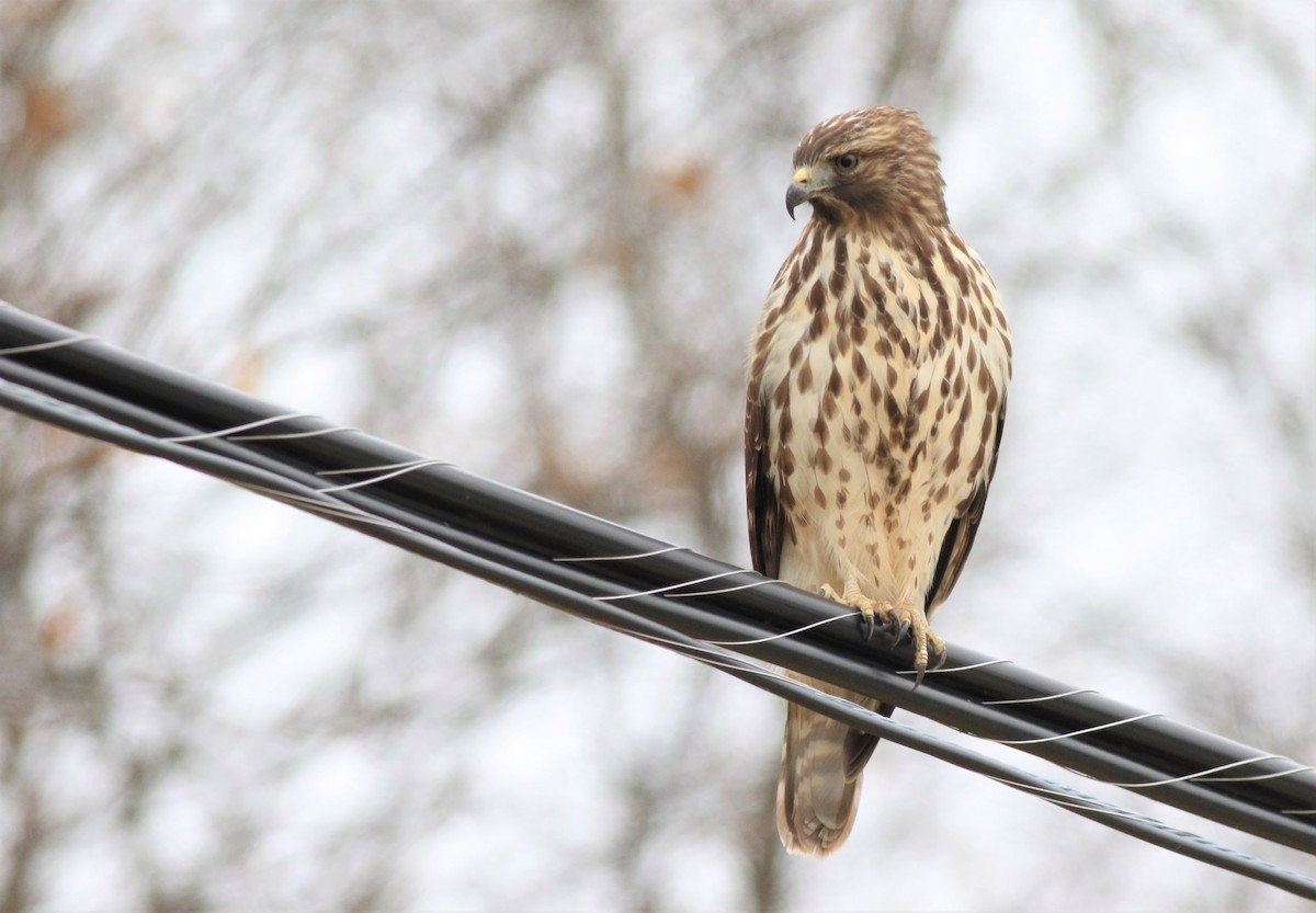 Red-shouldered Hawk - ML512257551