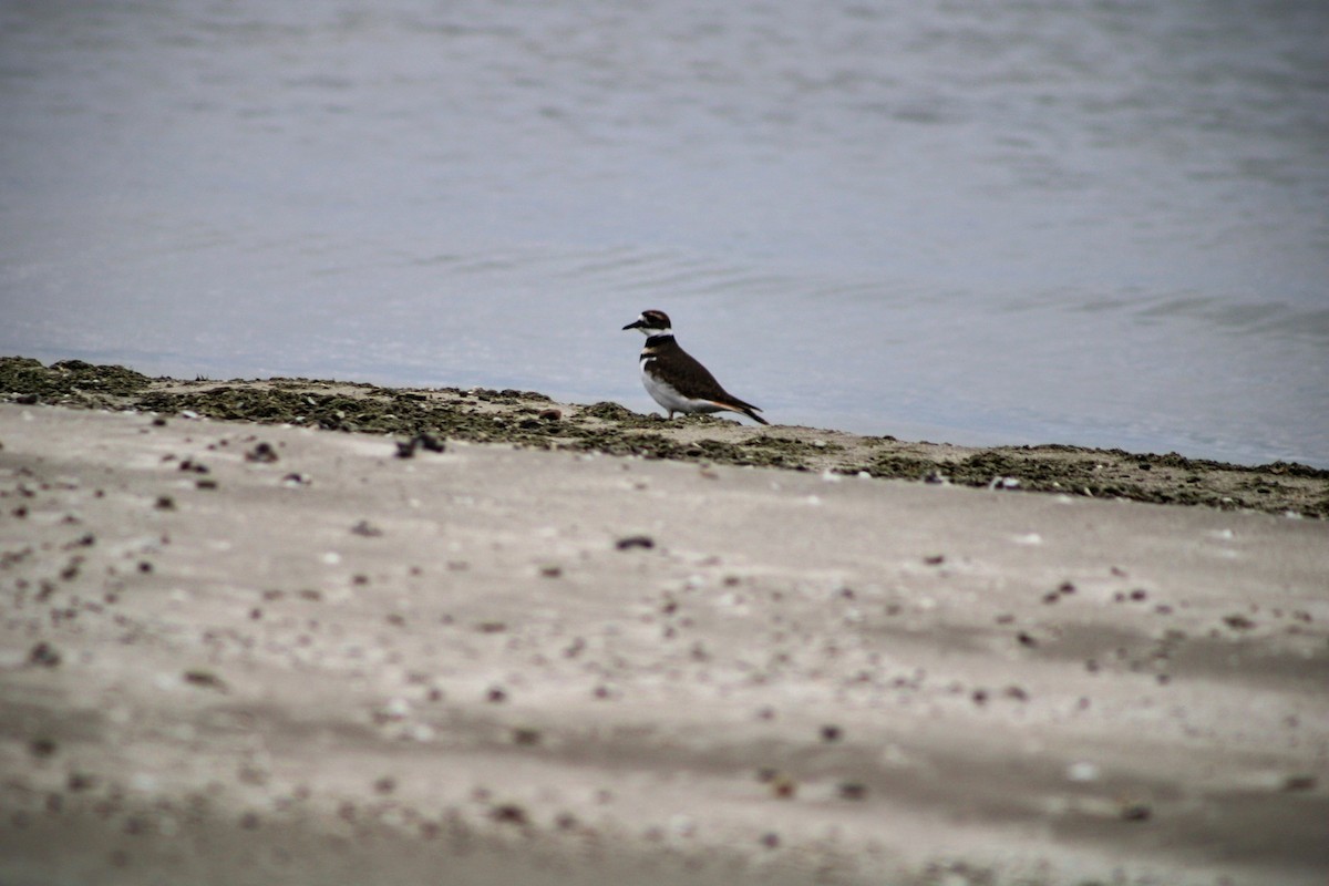 Killdeer - ML512258941