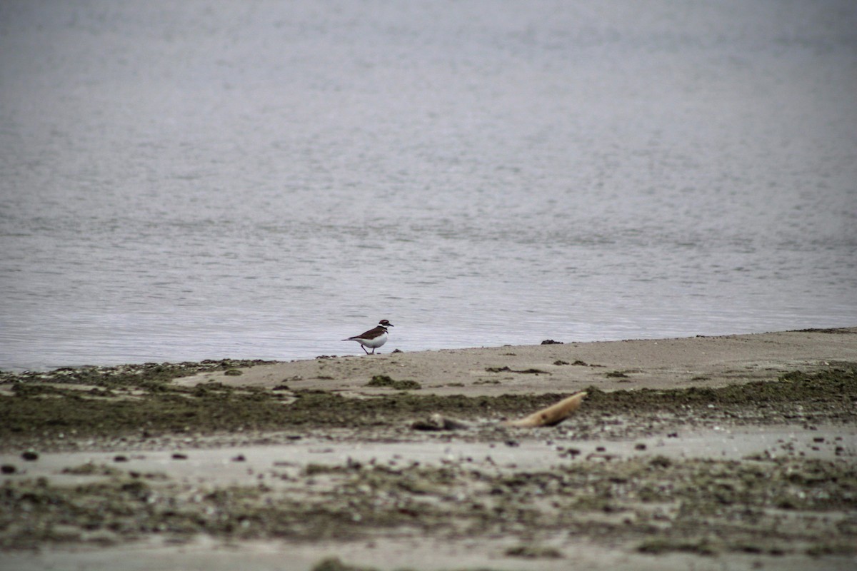 Killdeer - ML512259041