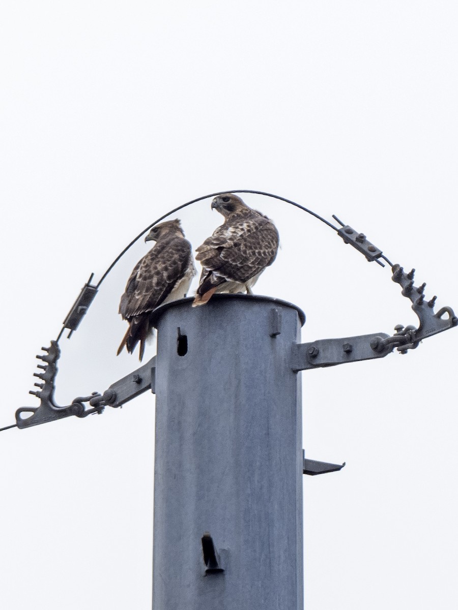 Red-tailed Hawk - ML512259151