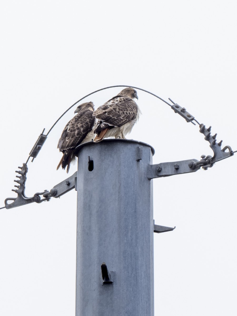 Red-tailed Hawk - ML512259161