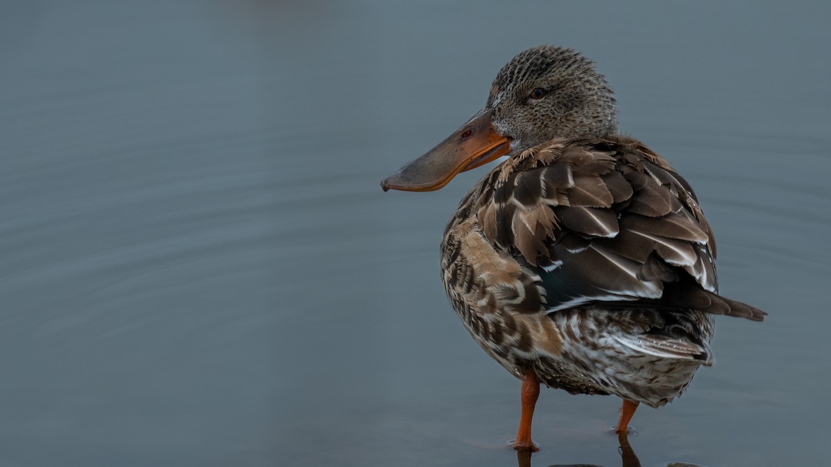 Northern Shoveler - Connie Misket