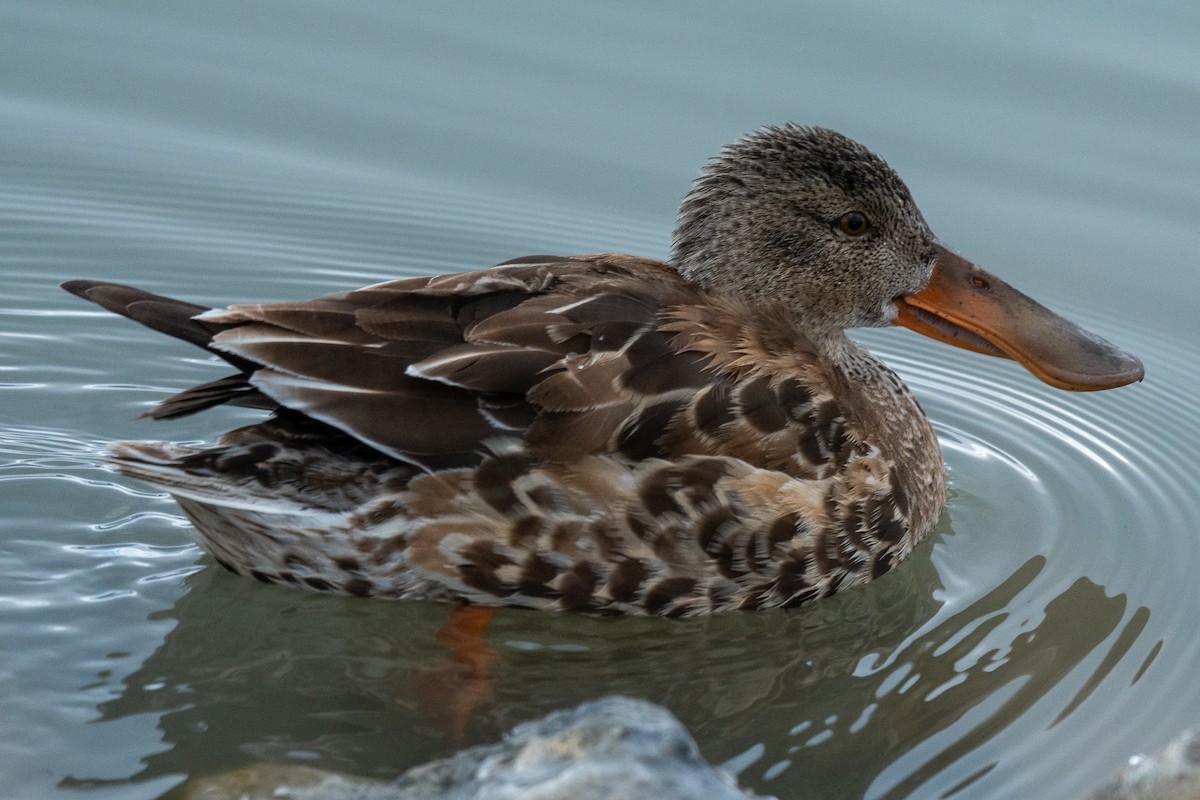 Northern Shoveler - Connie Misket