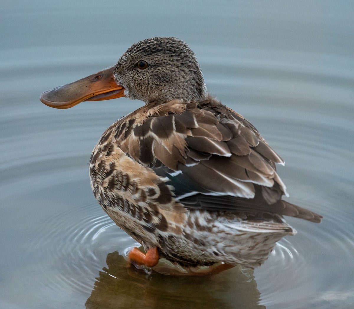 Northern Shoveler - Connie Misket