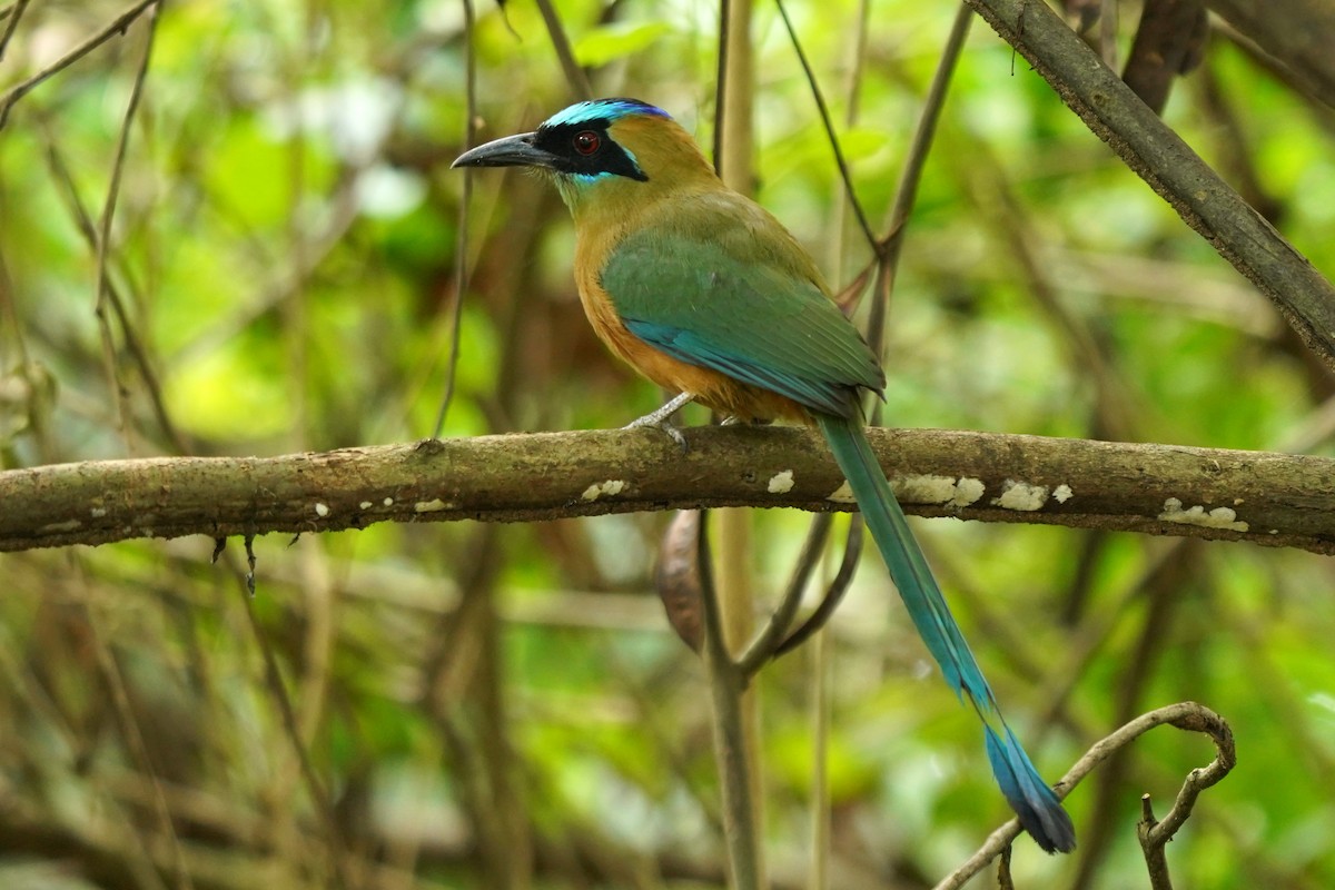 Motmot caraïbe - ML512261201