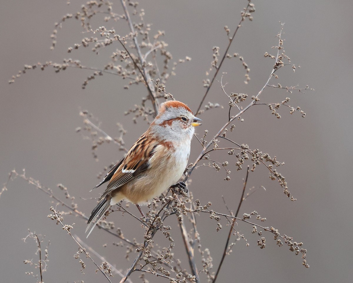 American Tree Sparrow - ML512262341