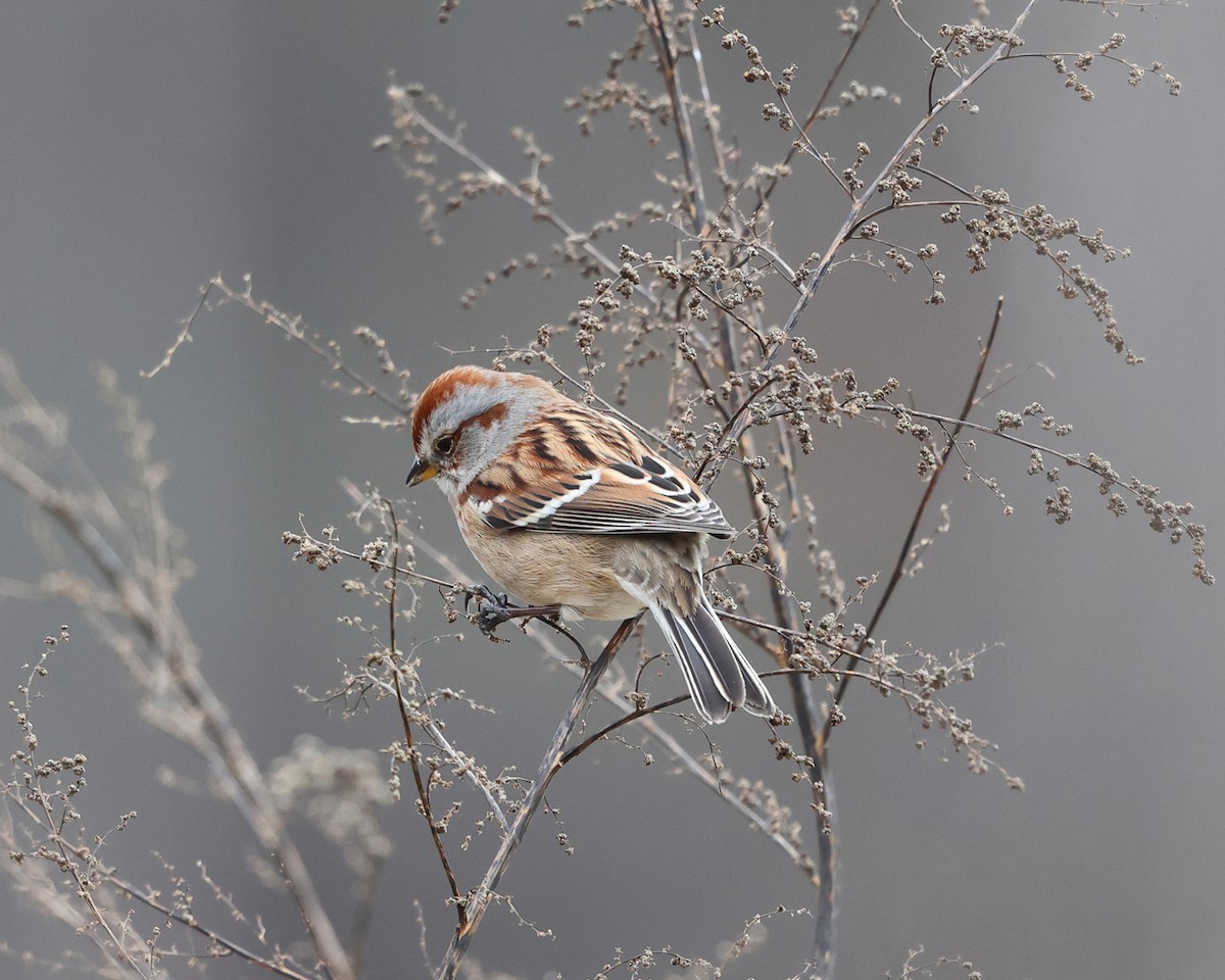 American Tree Sparrow - ML512262471